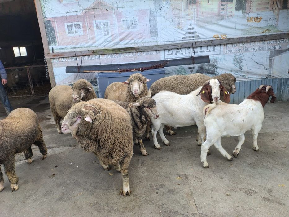 Berbeci merinos tapi boer
