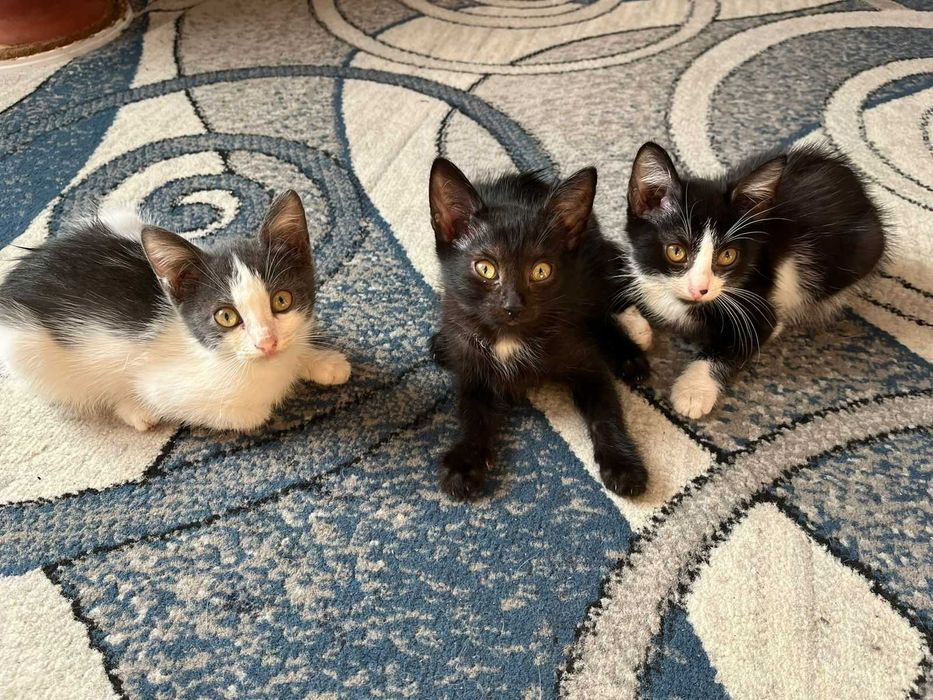 Котята бесплатно