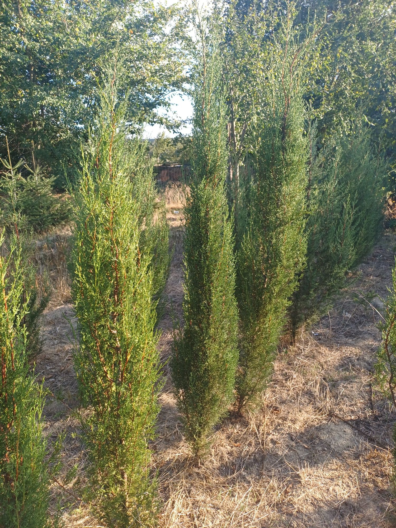Кипарис / Cupressus sempervirens