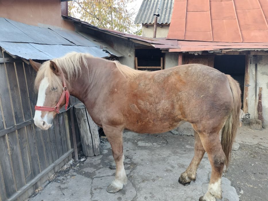 Iapă roaibă și căruță