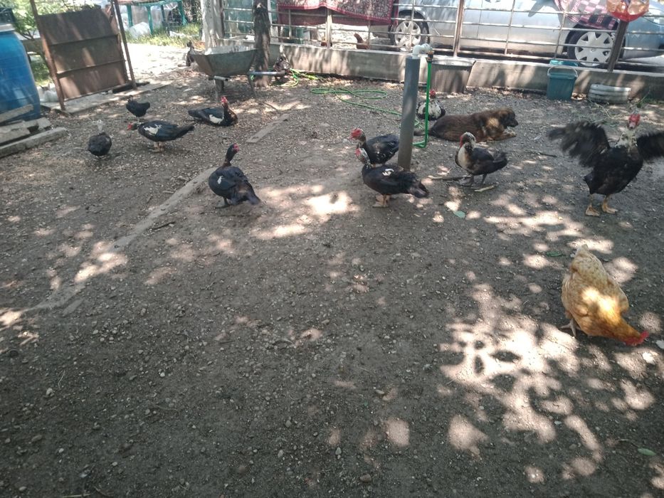 Rățoi crescuți la țară