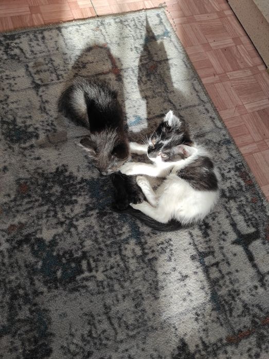 Отдам в хорошие руки