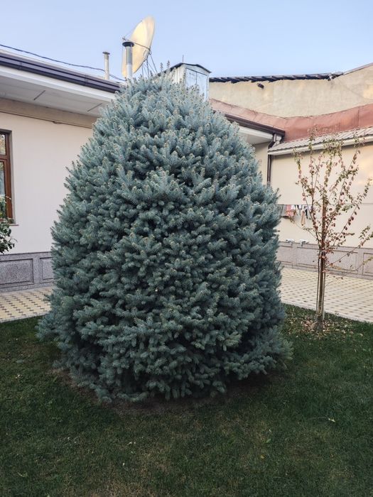 Голубая ель 3.5 м