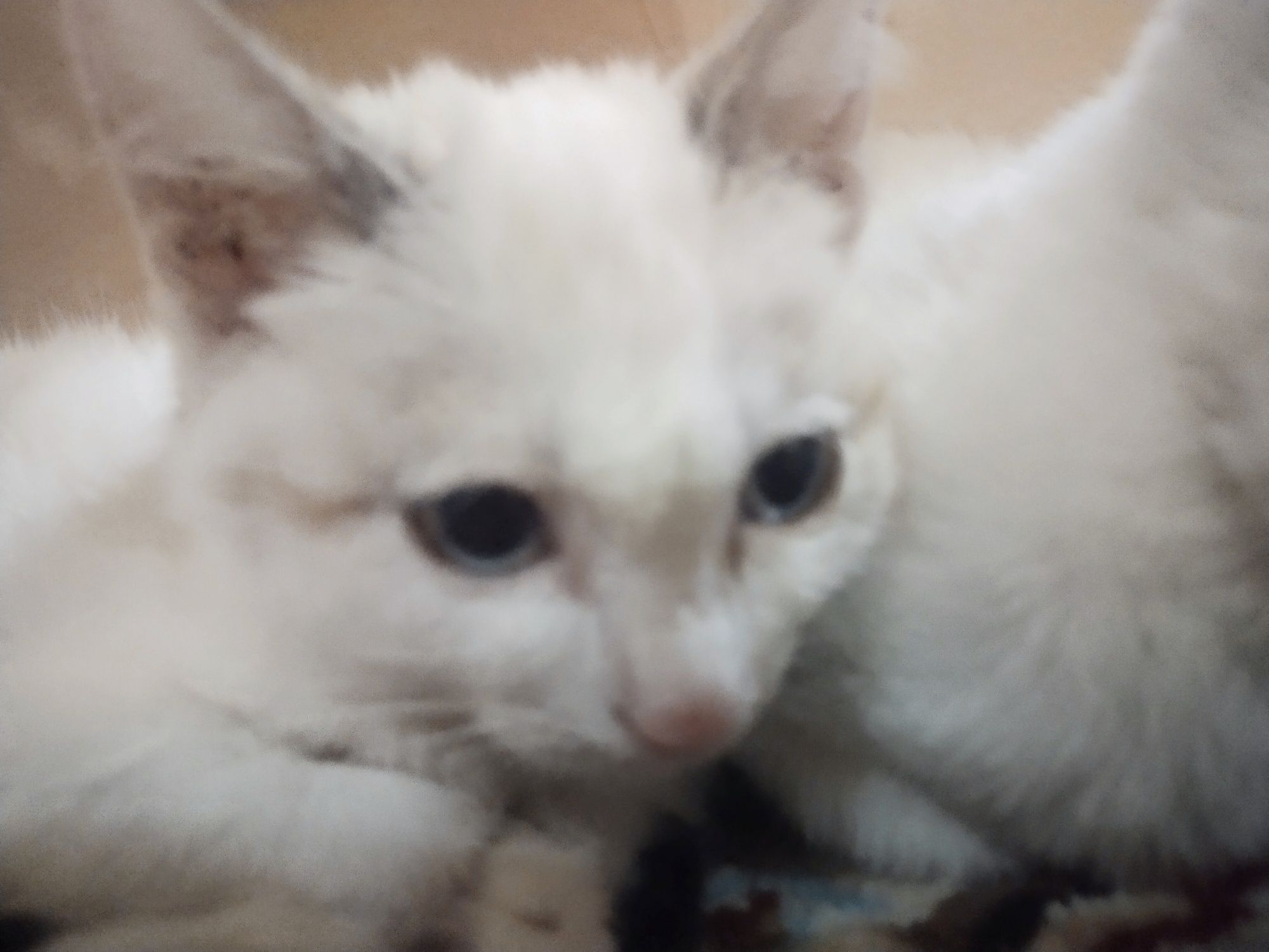 Mushuk tekinga zottor turetsky Angora