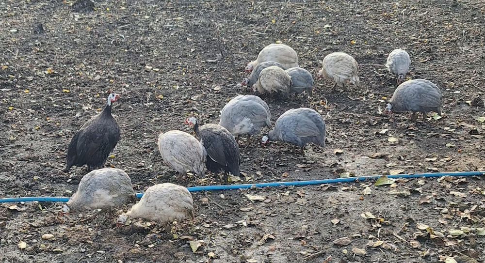 Vând bibilici de anu ăsta