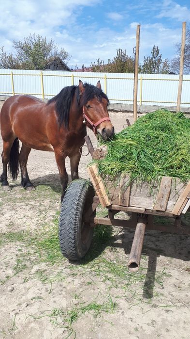 Cal semigreu de vânzare