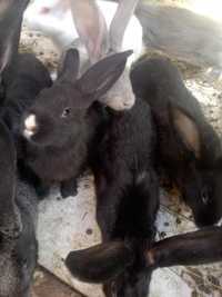 Продам кроликов молодых