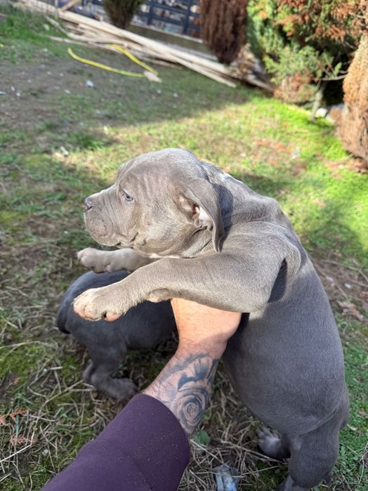 Американско були