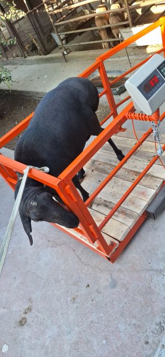 Куй Тортиш Хизмати 20 мингдан