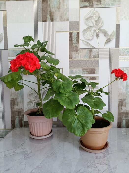 Продам герань с горшочками