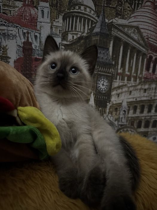 Сиам пишик 2 айлик