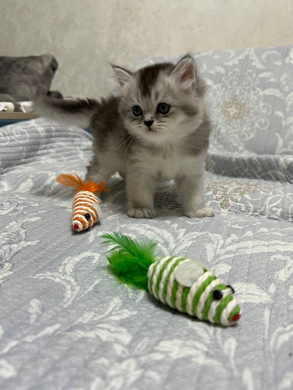 Шотланские котята от правильной вязки