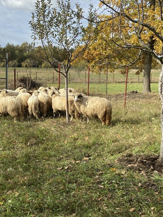 Oi tinere de vanzare