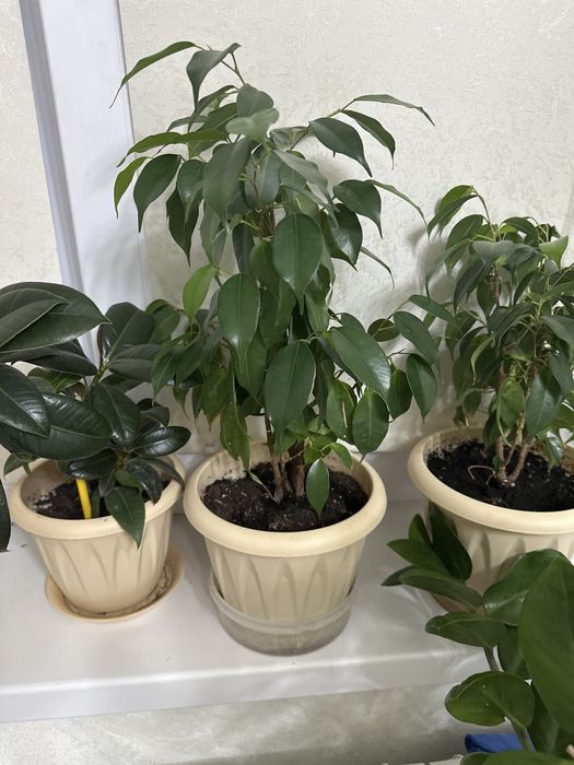 Продам комнатные цветы