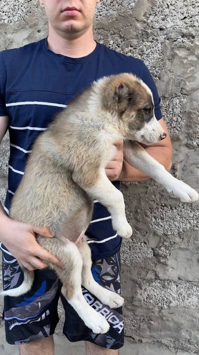 Щенки алабай мальчики