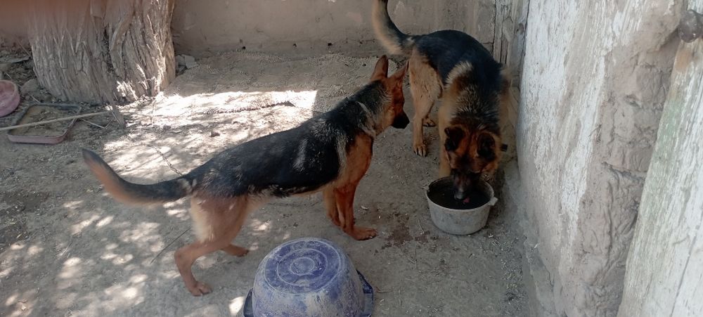 Немицки кыз кушик