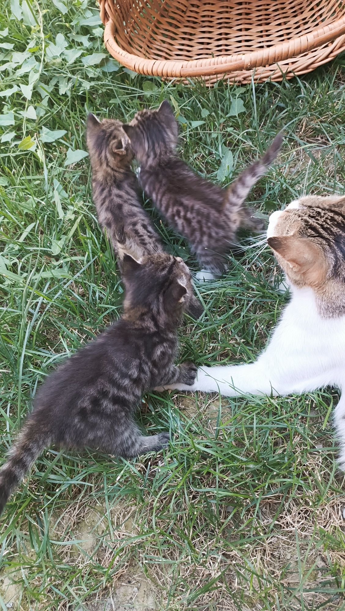 Отдам в хорошие руки домашних котят.