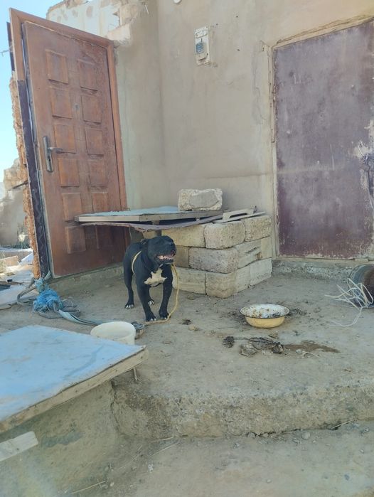 Питбуль собака Актау дачы