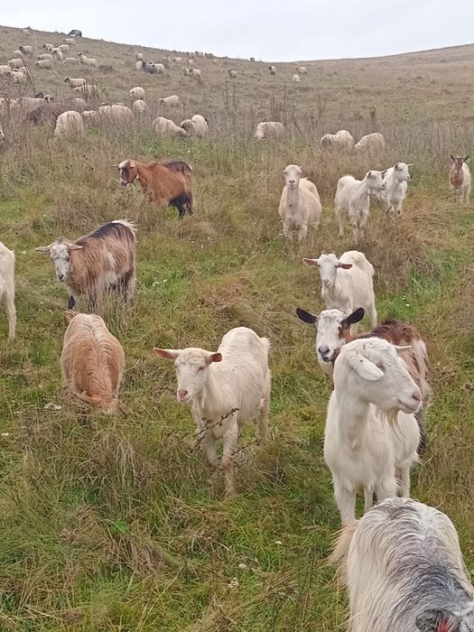 Vând capre sau schimb cu iapa