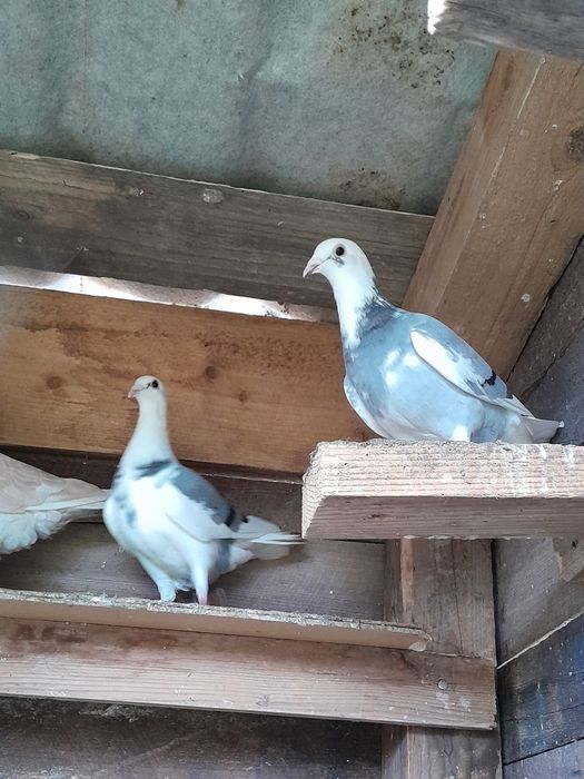 Porumbei voiajori baltati