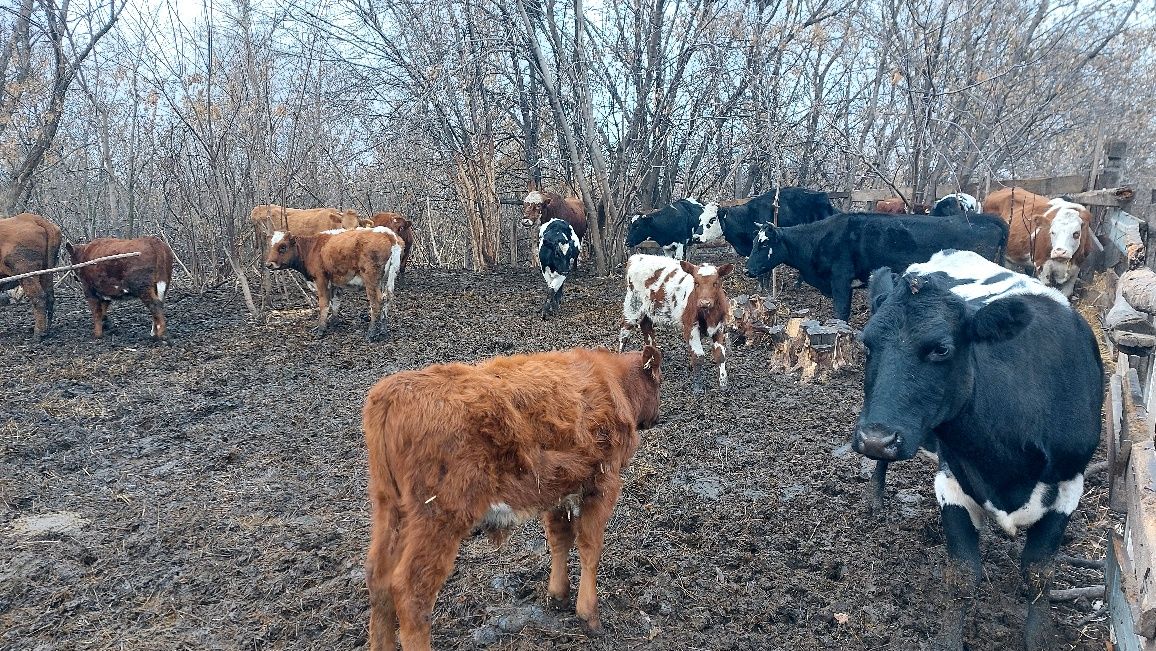 Продам коров с подсосными телятами