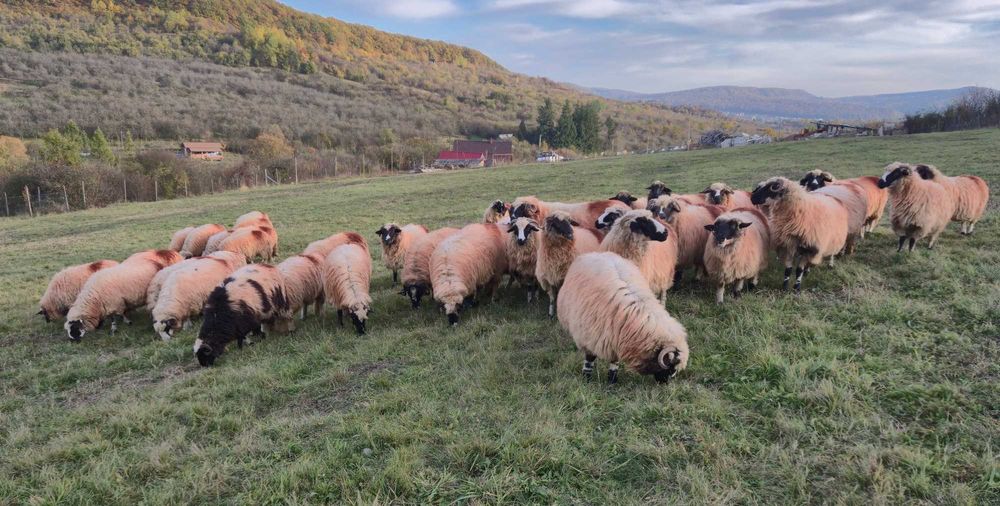 Oi de vânzare. Bistrița