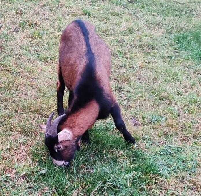 Tap alpin francez de zece luni