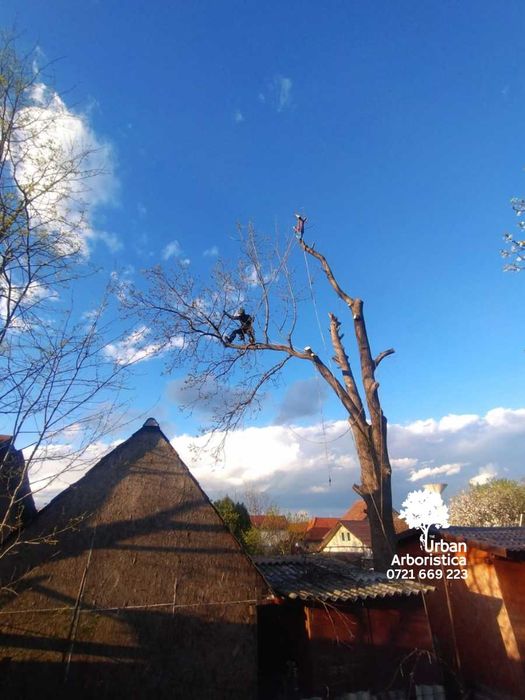 ARBORISTICA.RO Toaletare Doborare Defrisare arbori copaci pomi Arad