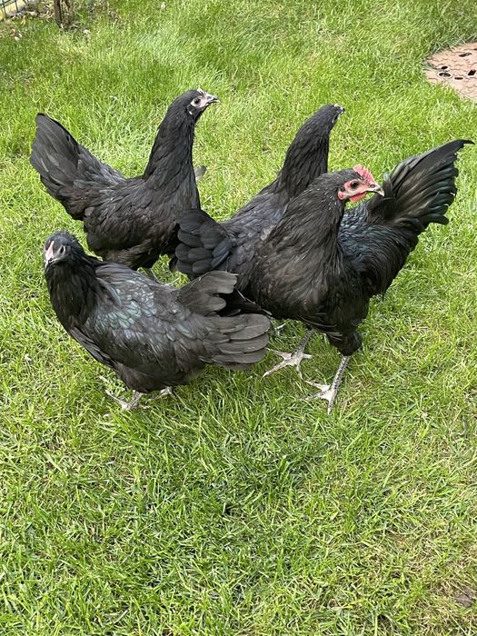 Australorp negru tineret