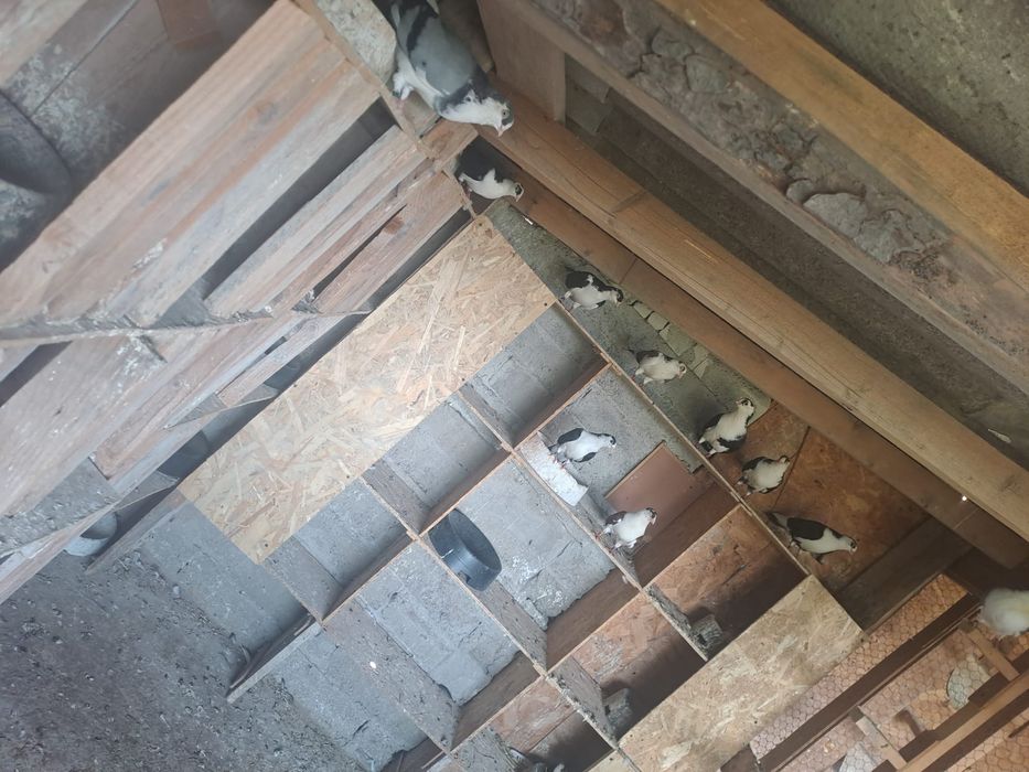 Gălățeni de vânzare cu joc