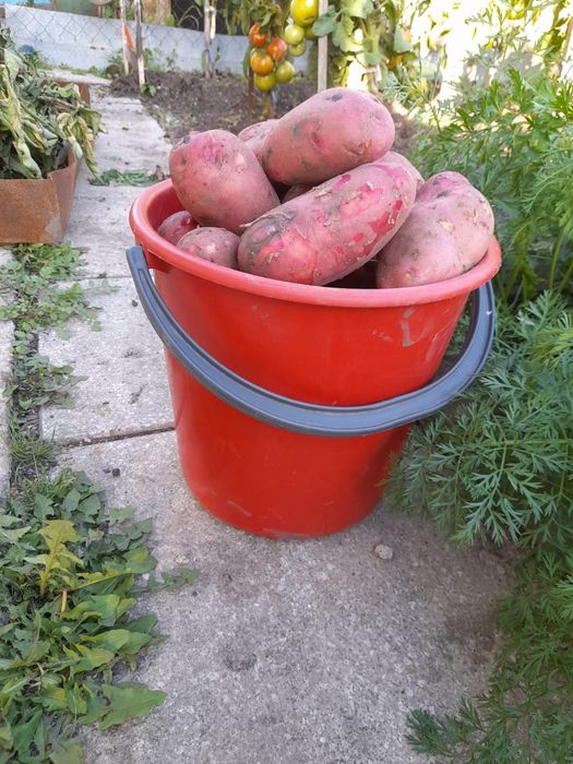 Продам картофель