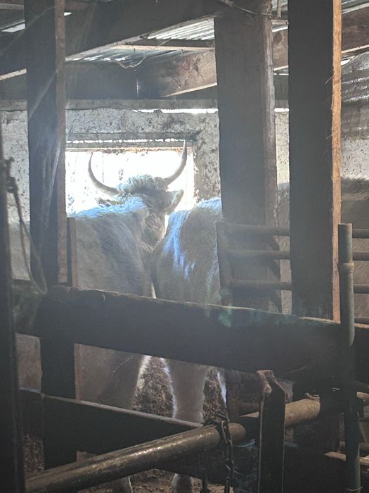 Согым семіз сатылады