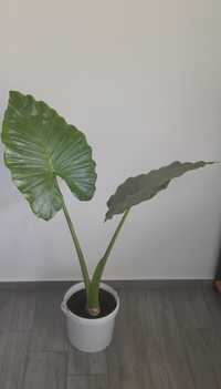 Colocasia (urechi de elefant)