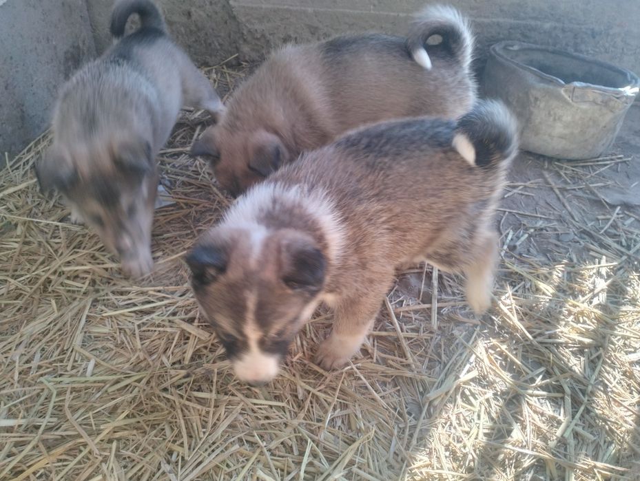 Западно сибирская лайка