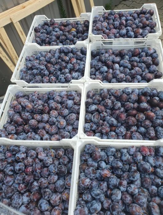 Prune pentru țuică sau consum