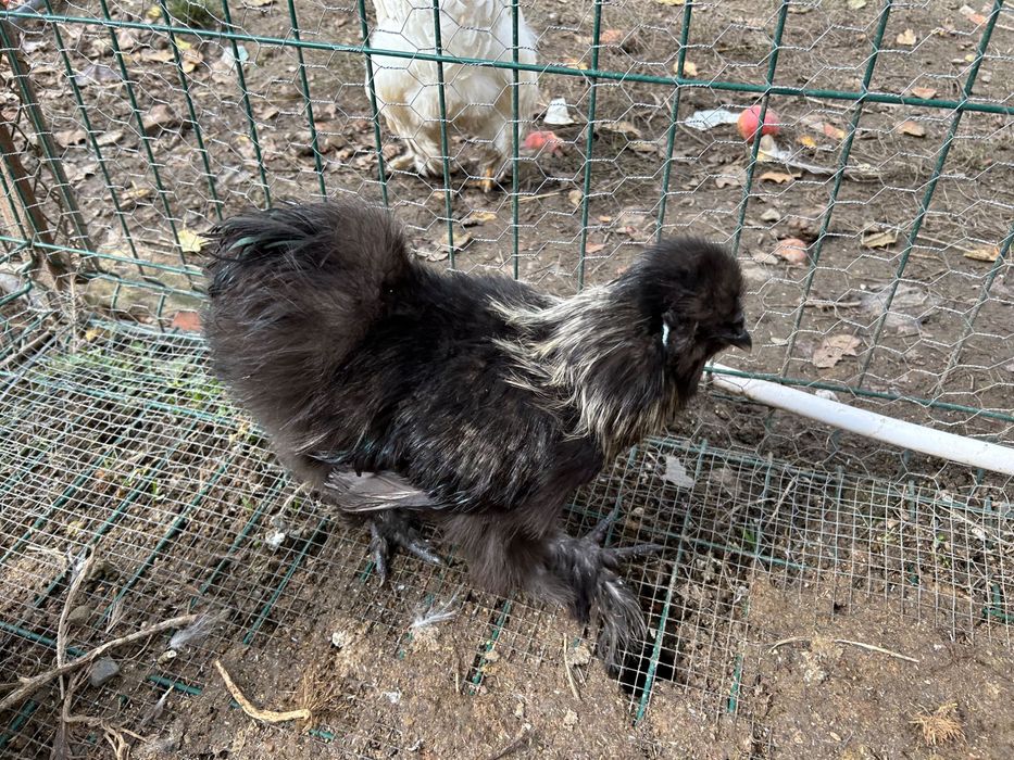 Cocoși tineri 2025 mătase japoneză / australorp