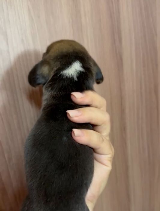 В продаже щенки Бигля