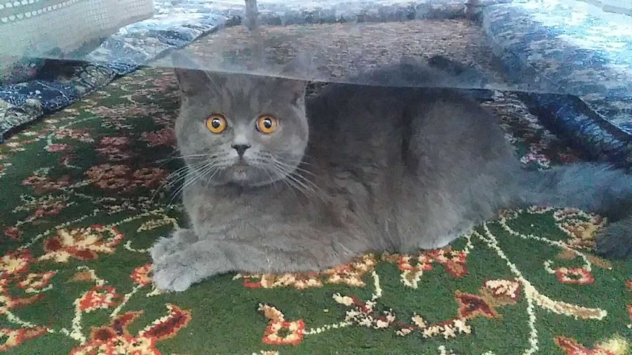 Skotish strayt mushuk