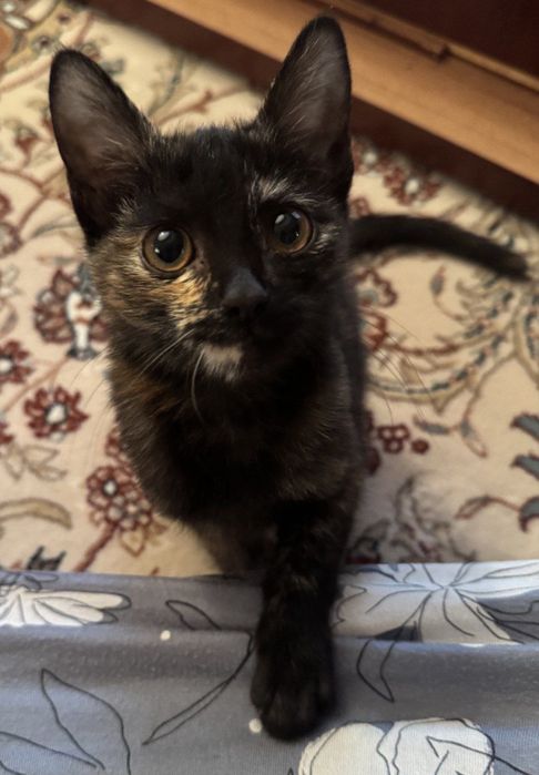 Девочка ищет семью и дом!