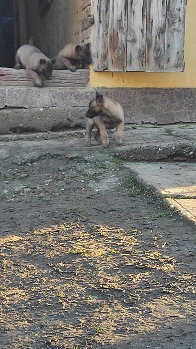 Donez pui Ciobanesc belgian malinois