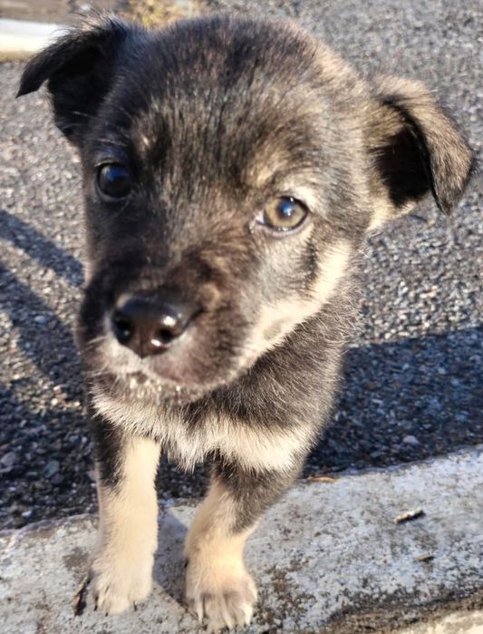 Щенки ищут дом! В хорошие руки!