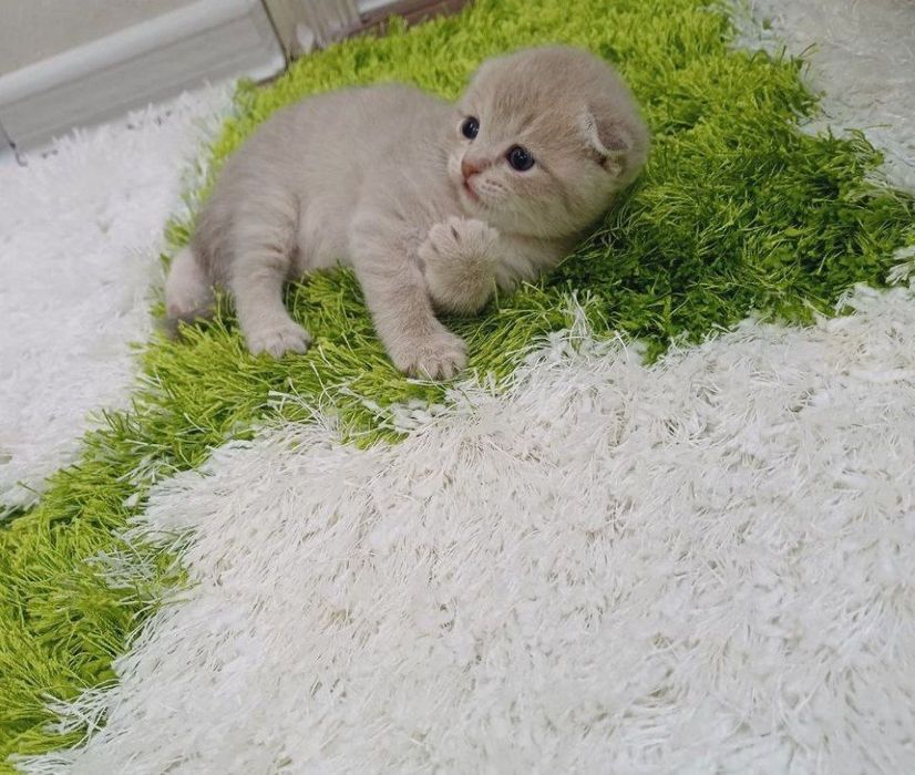Шотландские котята