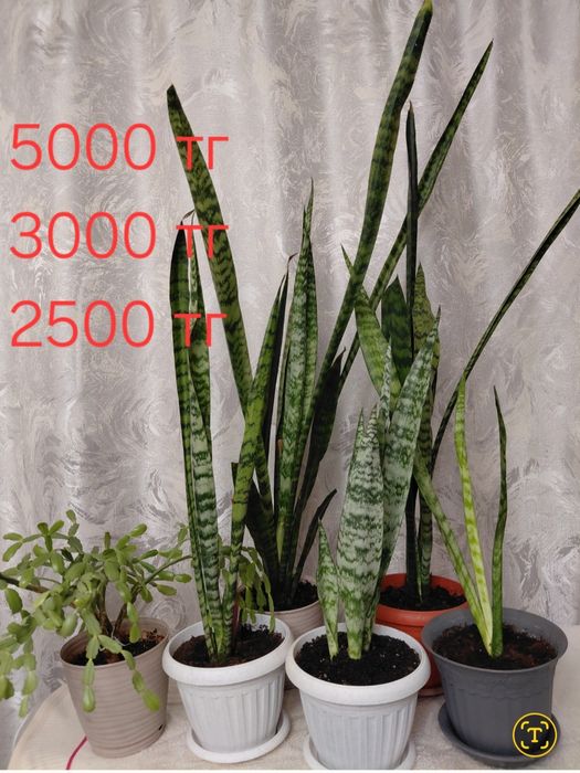 Комнатные растения.Комнатние растение. Комнатные цветы,Цветы в горшках