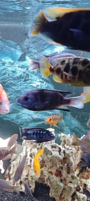 Продам цихлид, Аулонокра Орхидея, Псевдотрофеус Ацей