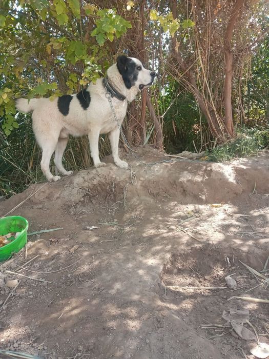 1 yilik kuchik sotiladi