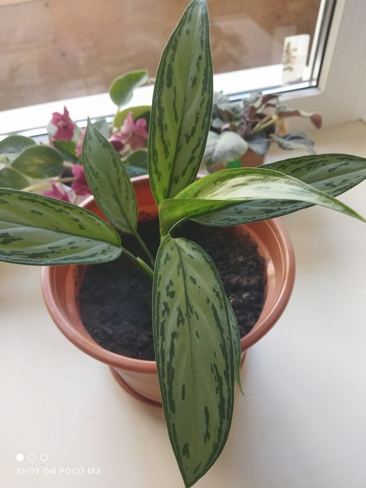 Аглаонема цветок комнатный