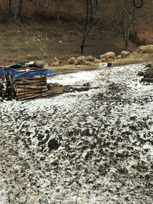 Vând 30 oi cu miei,900 lei(oaie și miel)-preț discutabil