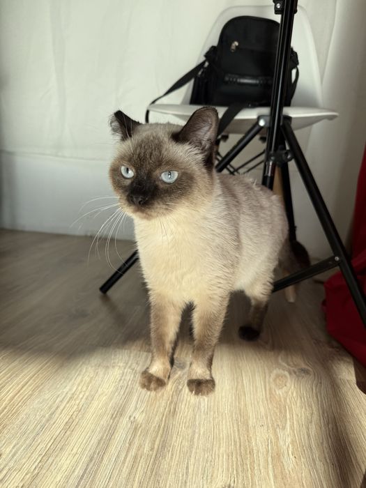 Отдам сиамску кошку в добрые руки. Стерилизована