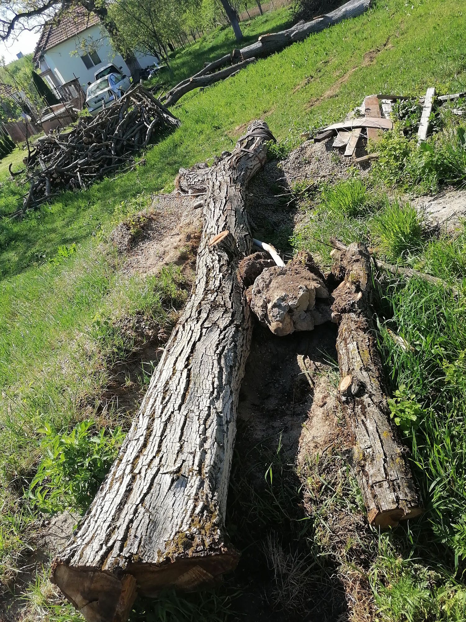 Vând lemn/trunchi de Nuc