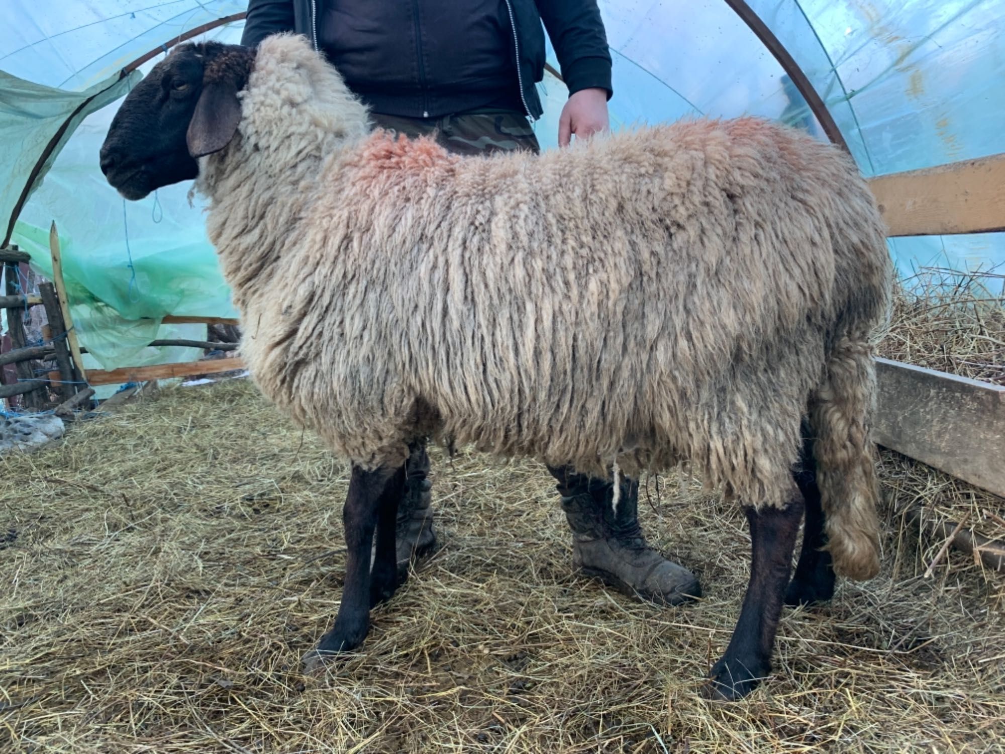 Berbeci tigaie sarbeasca (cap negru de Teleorman) schimb cereale